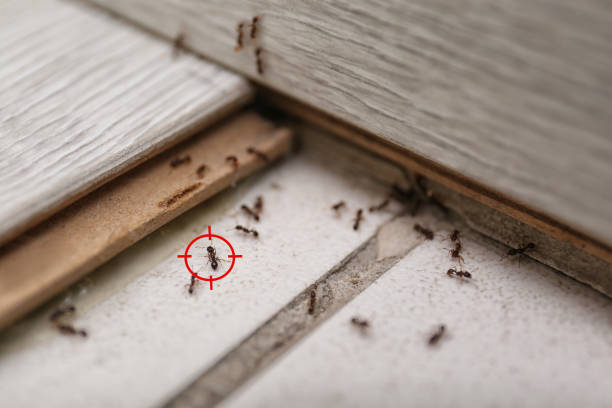 Professional Pest Control in Prairie View, TX
