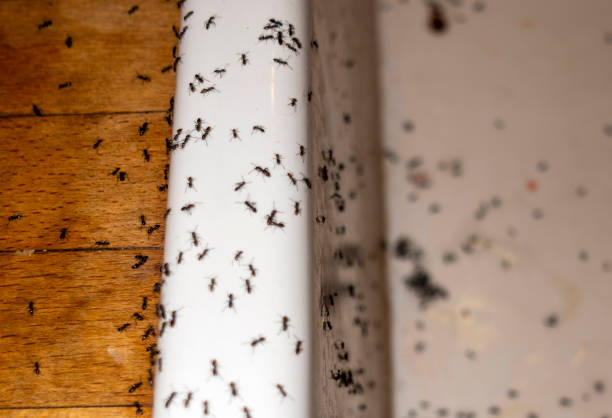 Best Commercial Pest Control Services  in Prairie View, TX