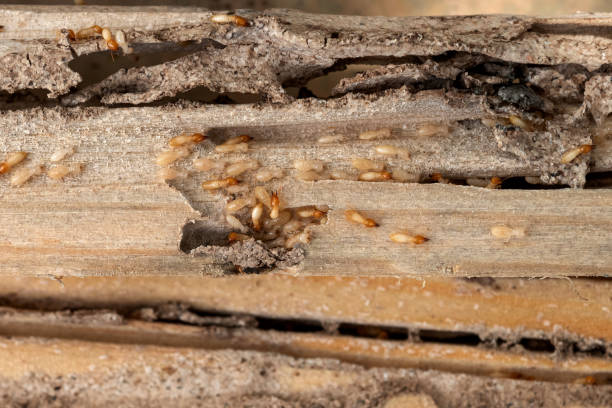Best Best Pest Control Companies  in Prairie View, TX